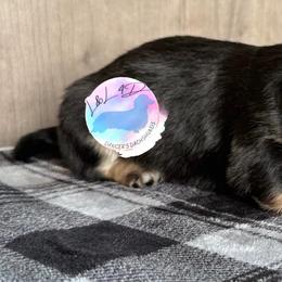 Boy 1 - Black and cream male Dachshund puppy in Houston, Texas from L&L 4D Dancer’s Dachshunds