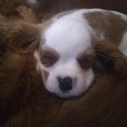 Cavalier King Charles Spaniel Puppies from Majestic Cavaliers of Melbourne FL