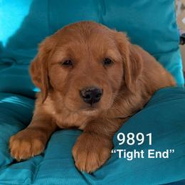 Tight end - Dark golden male Golden Retriever puppy in Parker, Colorado from Legacy Ranch Golden Retrievers
