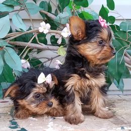 Shih Tzus and Yorkshire Terriers from Cotten's Yorkies & Shih Tzus