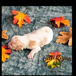 Teal- Hazel - female Cavapoochon puppy in Kountze, Texas from CaviCajun Kennels