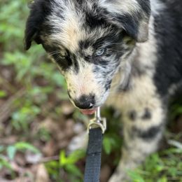 Oreo - Girl 1 - Blue merle Australian Shepherd puppy in Cleveland, Georgia from J&L Farm