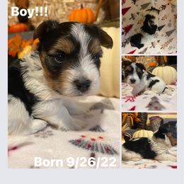Biewer Terrier Puppies from Southern Star Biewers