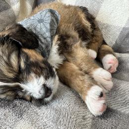 Bernedoodle Puppies from Sunny Sky Doodles