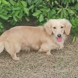 Mav - Dachshund