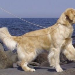 Clumber Spaniels and Golden Retrievers from Starshine Kennels