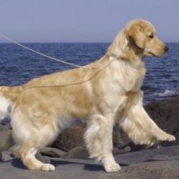 Clumber Spaniels and Golden Retrievers from Starshine Kennels