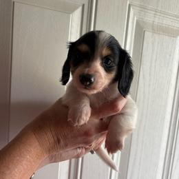 Boy 1 - Piebald male Dachshund puppy in Hindsville, Arkansas from Okie Dokie Doxie