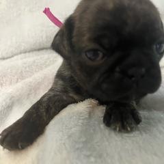 Petunia - Brindle female Pug puppy in South Carolina from Best Carolina Pugs