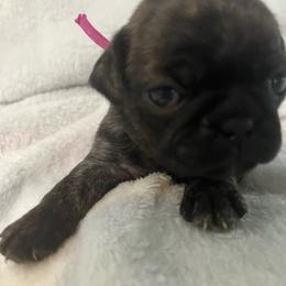 Petunia - Brindle female Pug puppy in South Carolina from Best Carolina Pugs