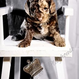 Cockapoo Puppies from Royal Cockapoo Playhouse