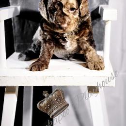 Cockapoo Puppies from Royal Cockapoo Playhouse