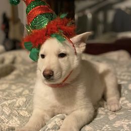 Girl 1 Pink Collar - White German Shepherd puppy in Camarillo, California from Robert's White German Shepherds