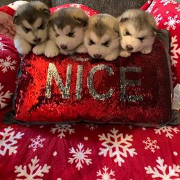 Alaskan Malamute Puppies from Sigma Alaskan Malamutes