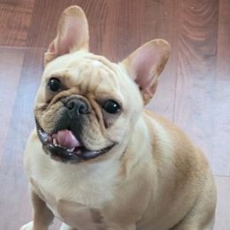 French Bulldogs from Jollybold