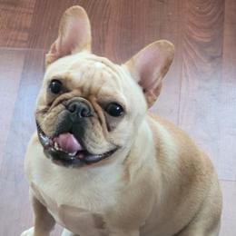 French Bulldogs from Jollybold