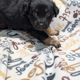 Maple - Black tri-color female Australian Shepherd puppy in Squaw Valley, California from A&M Australian Shepherds