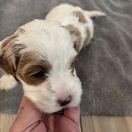 Denali - Blenheim female Cavapoo puppy in Nephi, Utah from Salt Creek Doodles