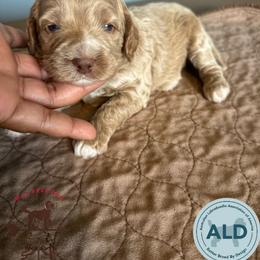 Teal Collar Girl - Caramel cream female Australian Labradoodle puppy in Hagerstown, Maryland from Westfields Labradoodles