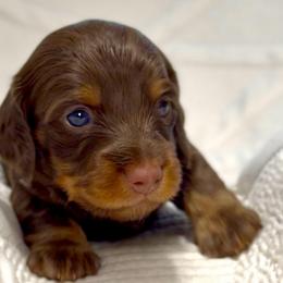 Frankie - Chocolate and tan male Dachshund puppy in Sutherland, Virginia from Sutherland Estates Dachshunds
