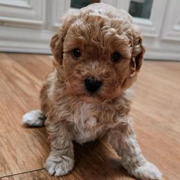 Blue male - Red  male Goldendoodle puppy in Sparta, Tennessee from KC Country Kennels
