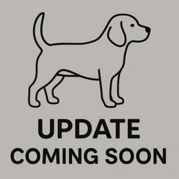 Ocean - Lemon and white male Beagle puppy in Rose Bud, Arkansas from Rajun Cajun Kennels