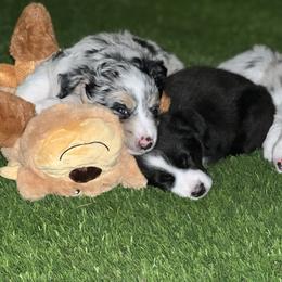 Miniature Australian Shepherd Puppies from B my Sunshines Mini Aussies