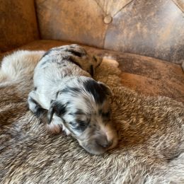 Miniature Australian Shepherd Puppies from Mini Pups of Poppleton