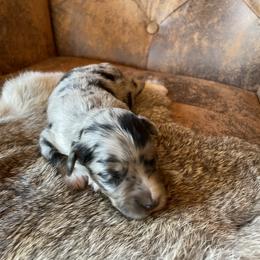 Miniature Australian Shepherd Puppies from Mini Pups of Poppleton