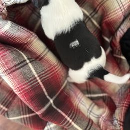 Oreo - Beagle puppy in Wyoming from Tammie Neville's Beagles