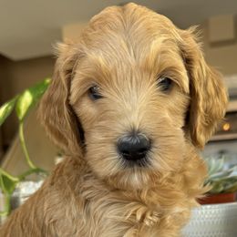 Rey - Apricot female Goldendoodle puppy in Gilbert, Arizona from DogHouse Doodles