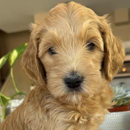 Rey - Apricot female Goldendoodle puppy in Gilbert, Arizona from DogHouse Doodles
