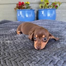 Sasha - Chocolate and tan female Dachshund puppy in Stilwell, Oklahoma from B & K Dachshunds