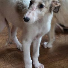 Spunky - Silver brindle male Borzoi puppy in Columbia, North Carolina from Muse Borzoi