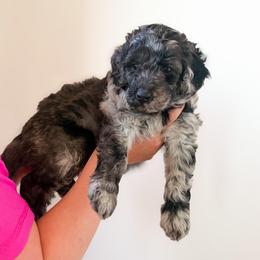 Wells - Blue merle male Bernedoodle puppy in Fort Collins, Colorado from Front Range Family Doodles