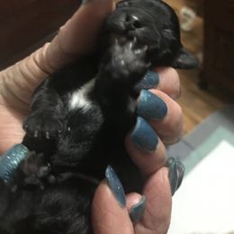 Poodle Puppies from Jm’s Precious Poodles