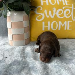 Jacob - Chocolate male Dachshund puppy in Brandon, Florida from Knights Dachshunds