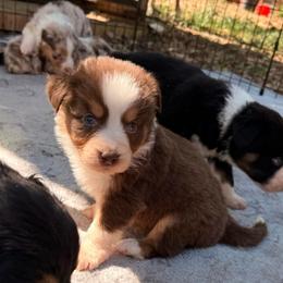 Bonnet - Red tri-color female Australian Shepherd puppy in Placerville, California from BFF Aussies