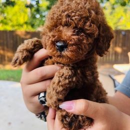 Lilibeth - Red  female Poodle puppy in Fort Worth, Texas from Mama's Adorable Poodles
