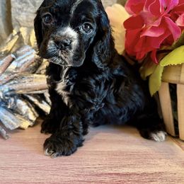 Cocker Spaniel Puppies from Priceless Pups