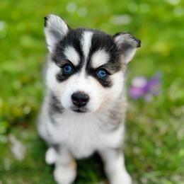Iris - Gray and white female Pomsky puppy in Bolton, Connecticut from Elle Pomsky