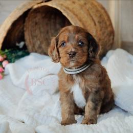 Grey girl - Sable female Cockapoo puppy in Missoula, Montana from Big Sky Cockapoos