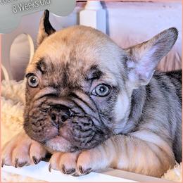 Cheerleader - Fawn and white female French Bulldog puppy in Elberton, Georgia from Ioney's Southern Paws Shelties, Frenchies, and Yorkies