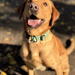 Labrador Retriever and Poodle All Grown Up from CMJ Kennels