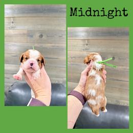 Midnight - Blenheim male Cavalier King Charles Spaniel puppy in De Pere, Wisconsin from Rose Garden Kennels