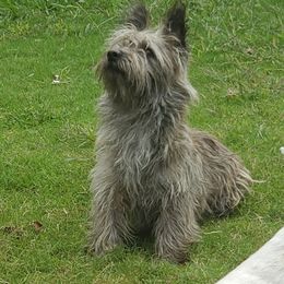 Cairn Terrier Puppies from Ferguson's Cairn Terriers
