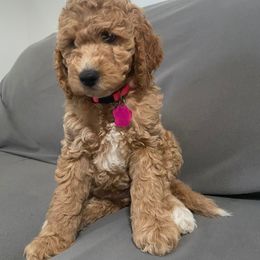 Girl 4 - Red  female Goldendoodle puppy in Pawtucket, Rhode Island from Ds_minidoodles