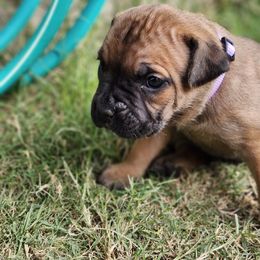 Cane Corso Puppies from Rosalez Kennel