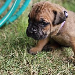 Cane Corso Puppies from Rosalez Kennel