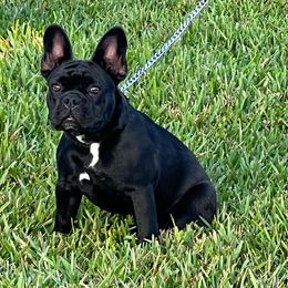 Khloe - French Bulldog